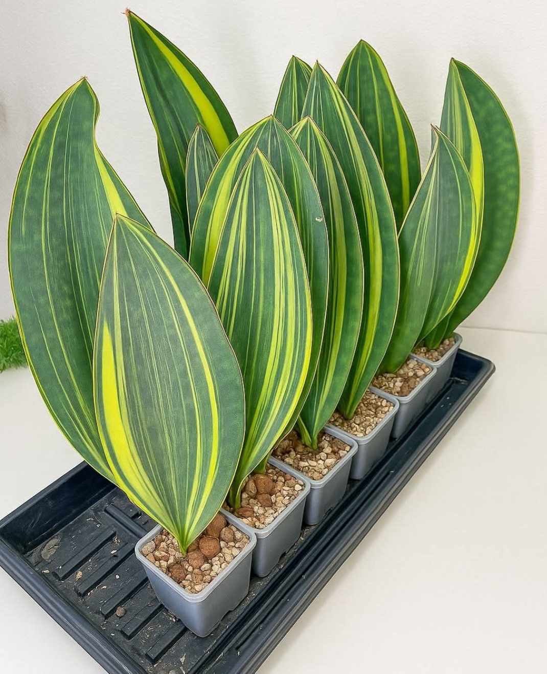 1plant-1750303427.jpg