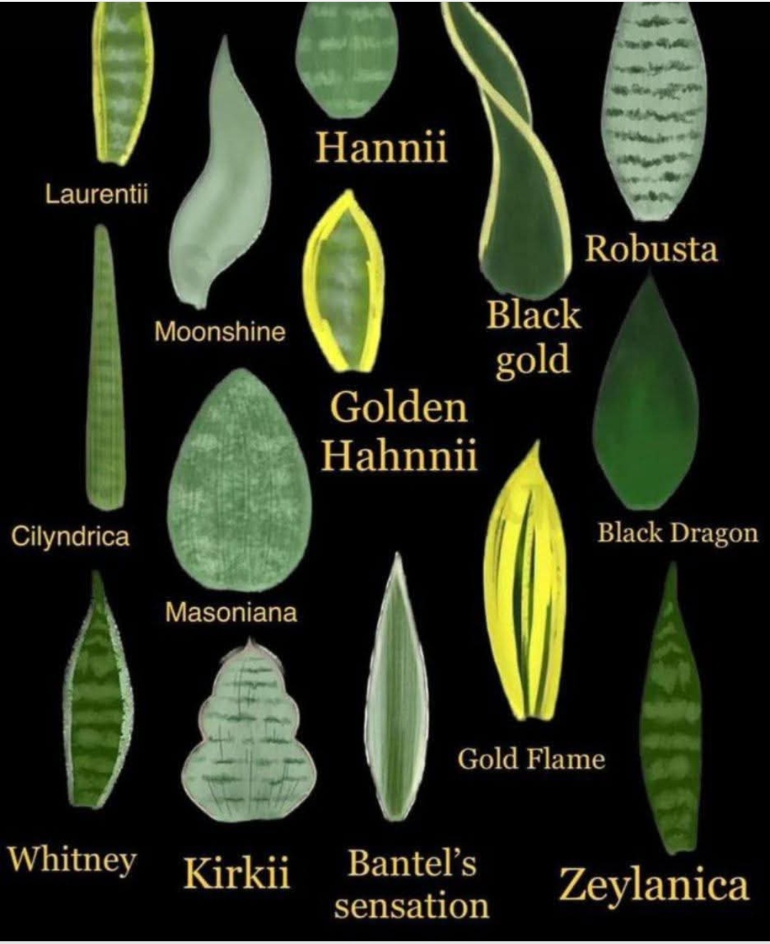 2plant-1750303427.jpg