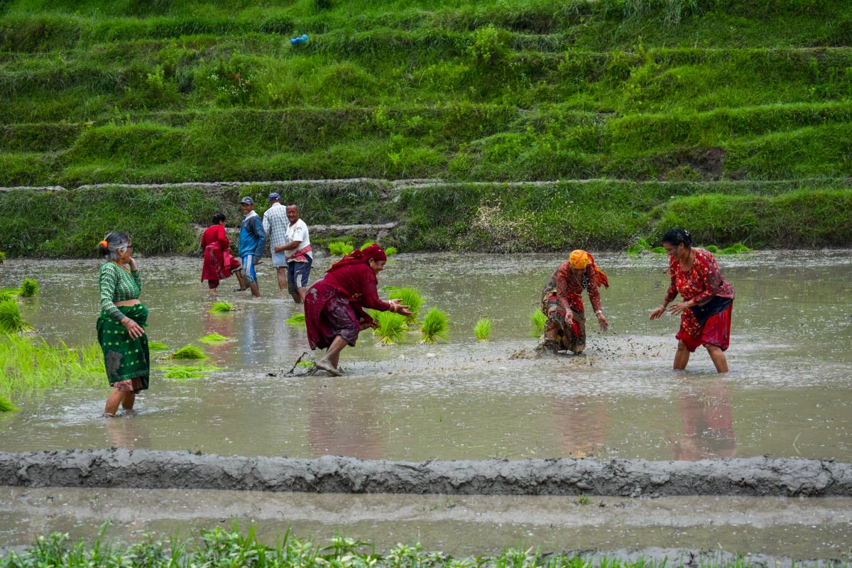 Asar_15_SunilPradhan_12khariphoto-(1)-1751195665.jpg