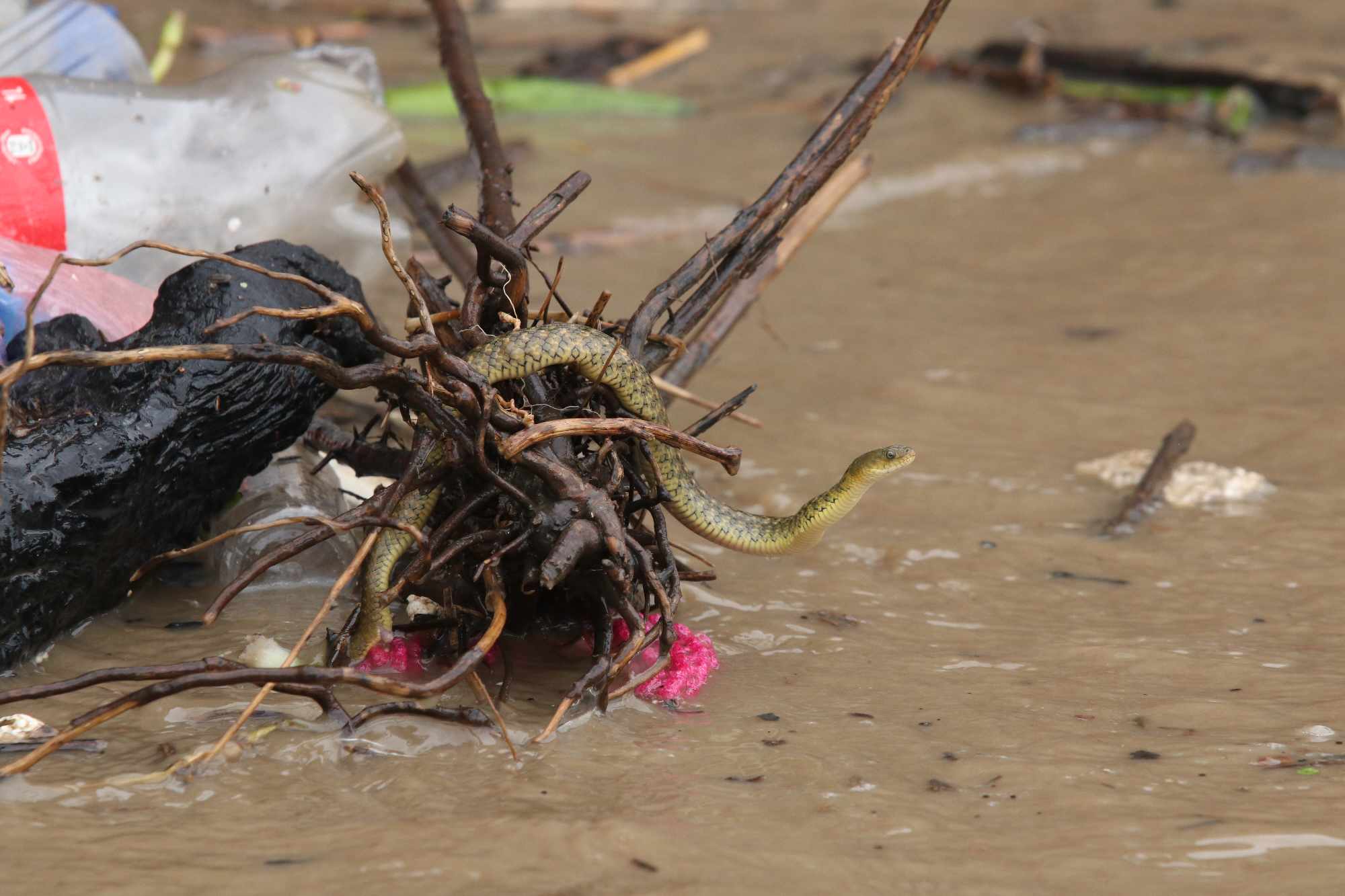 Barsa_Pani_Rain_Ktm_BAdi-(11)-1722933214.jpg