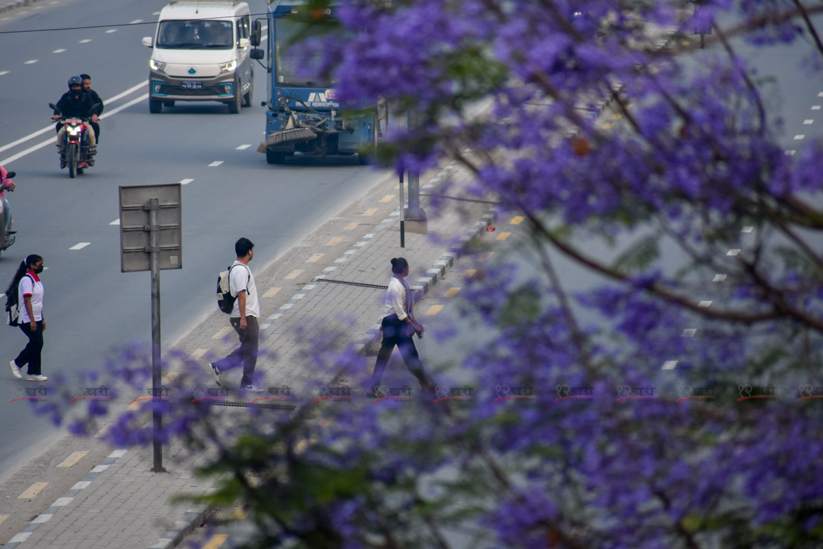 Jacaranda_SunilPradhan_12khariphoto-(11)-1746171385.jpg