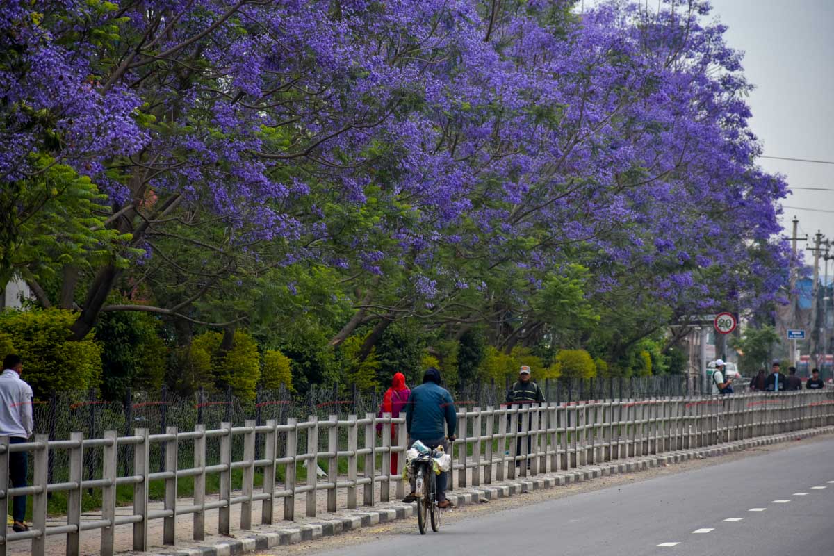 Jacaranda_SunilPradhan_12khariphoto-(16)-1746171384.jpg