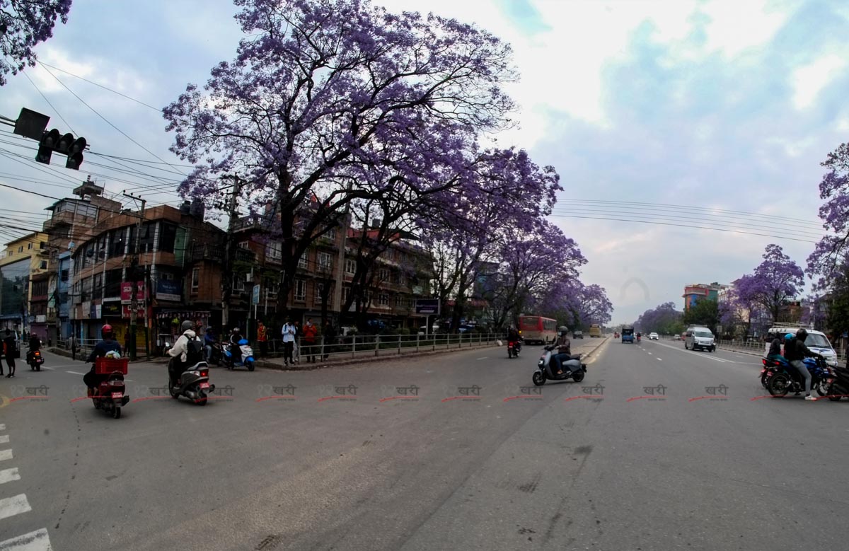 Jacaranda_SunilPradhan_12khariphoto-(21)-1746171384.jpg
