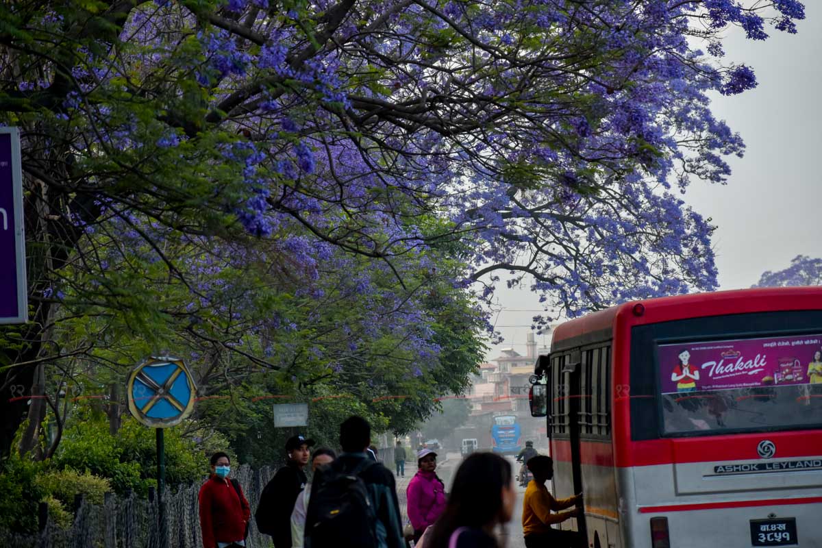 Jacaranda_SunilPradhan_12khariphoto-(22)-1746171384.jpg