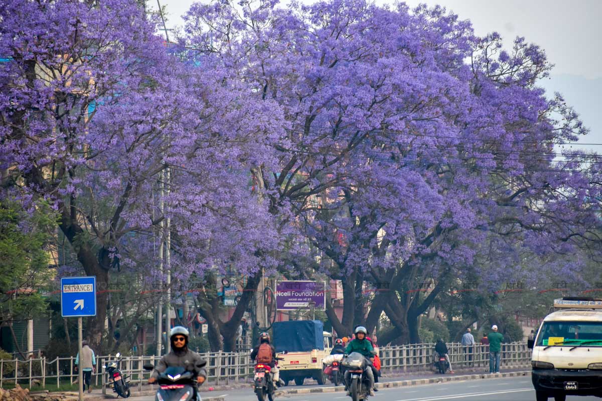 Jacaranda_SunilPradhan_12khariphoto-(23)-1746171383.jpg