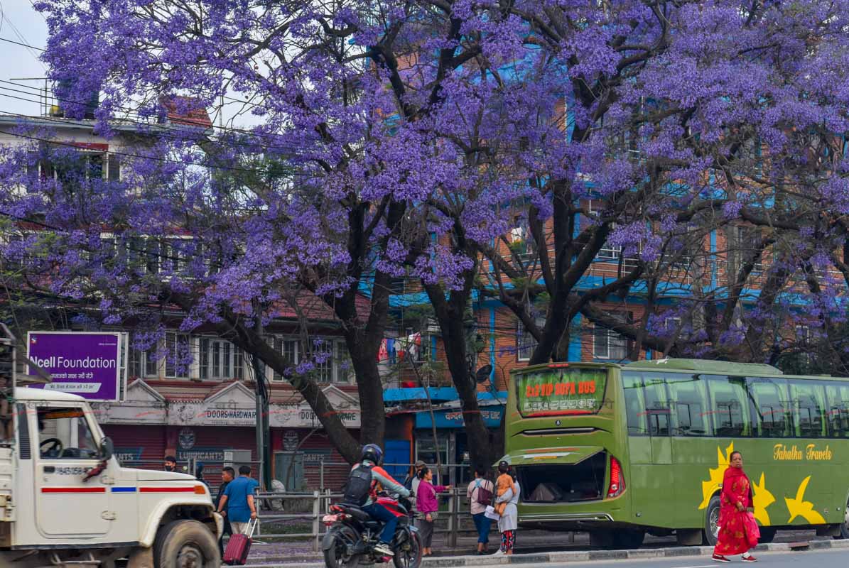 Jacaranda_SunilPradhan_12khariphoto-(6)-1746171385.jpg