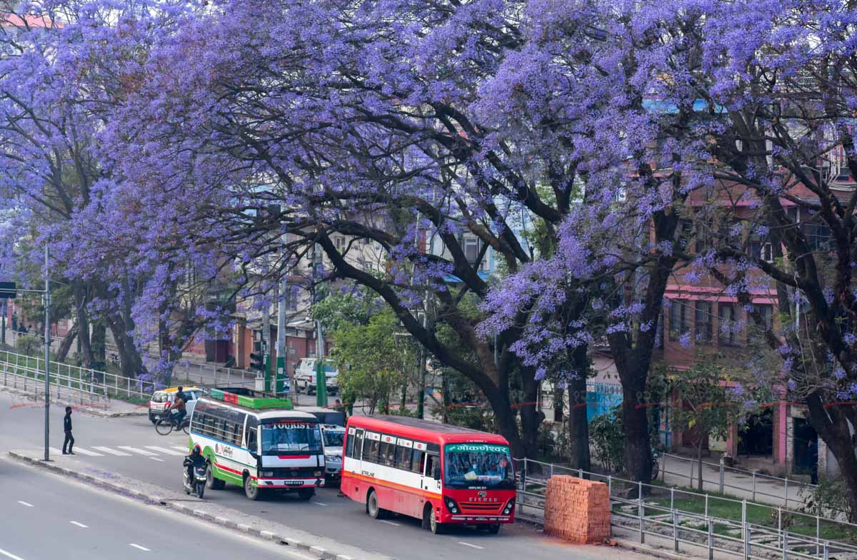 Jacaranda_SunilPradhan_12khariphoto-(8)-1746171386.jpg