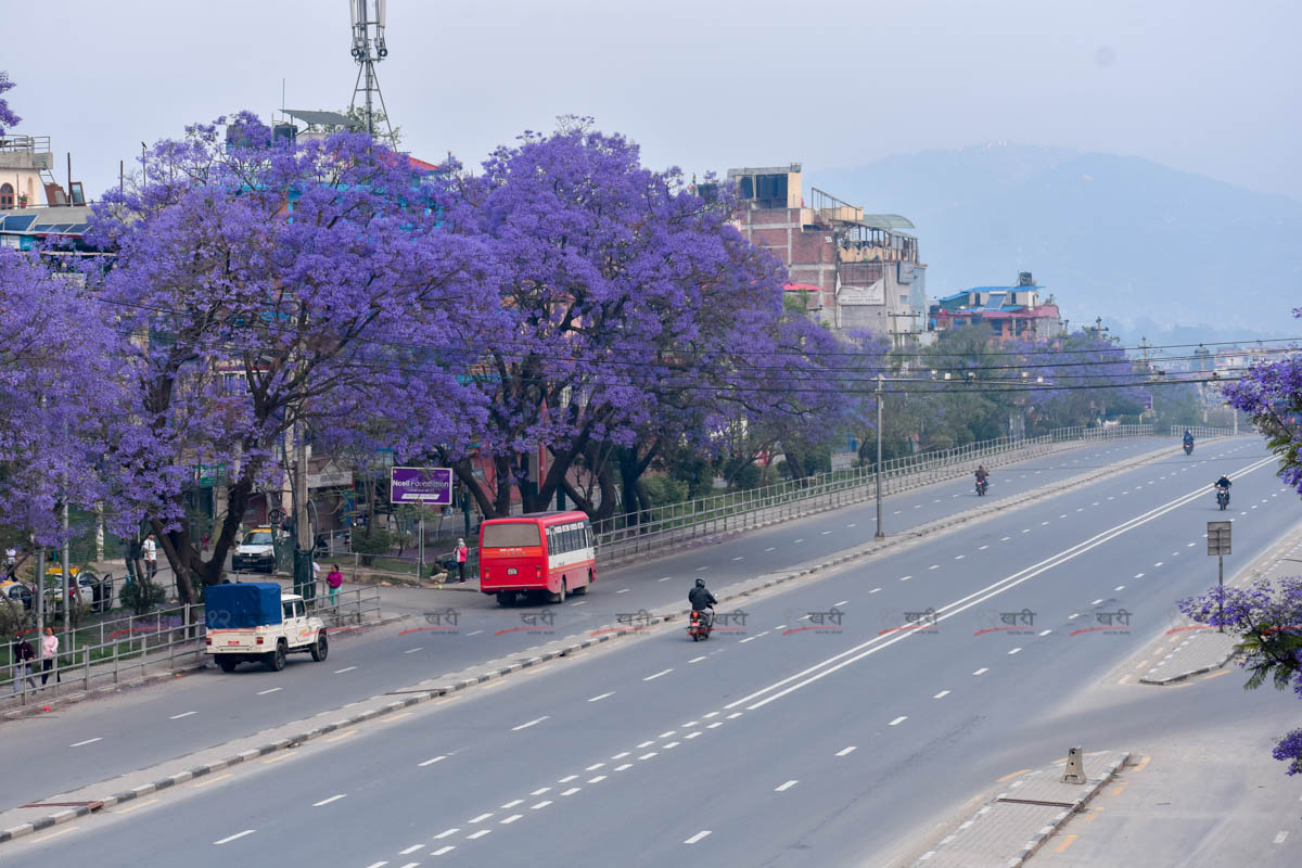 Jacaranda_SunilPradhan_12khariphoto-(9)-1746171386.jpg