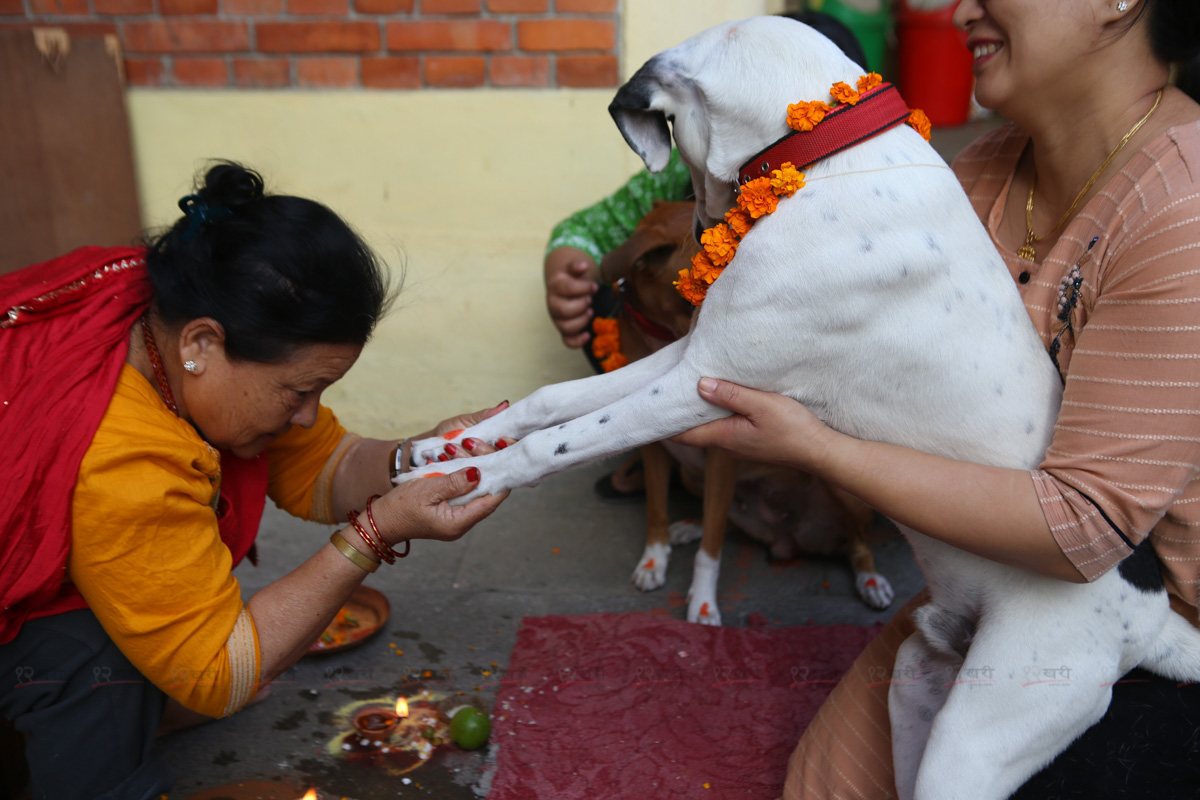 Kukur_tihar_SunilPradhan_12khariphoto-(3)-1730359399.JPG