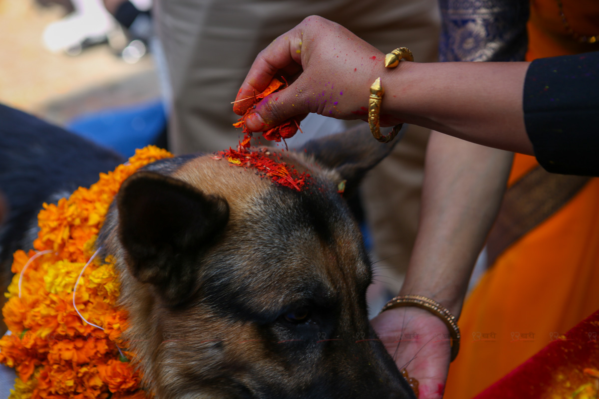 Kukur_tihar_SunilPradhan_12khariphoto-(8)-1730359401.JPG