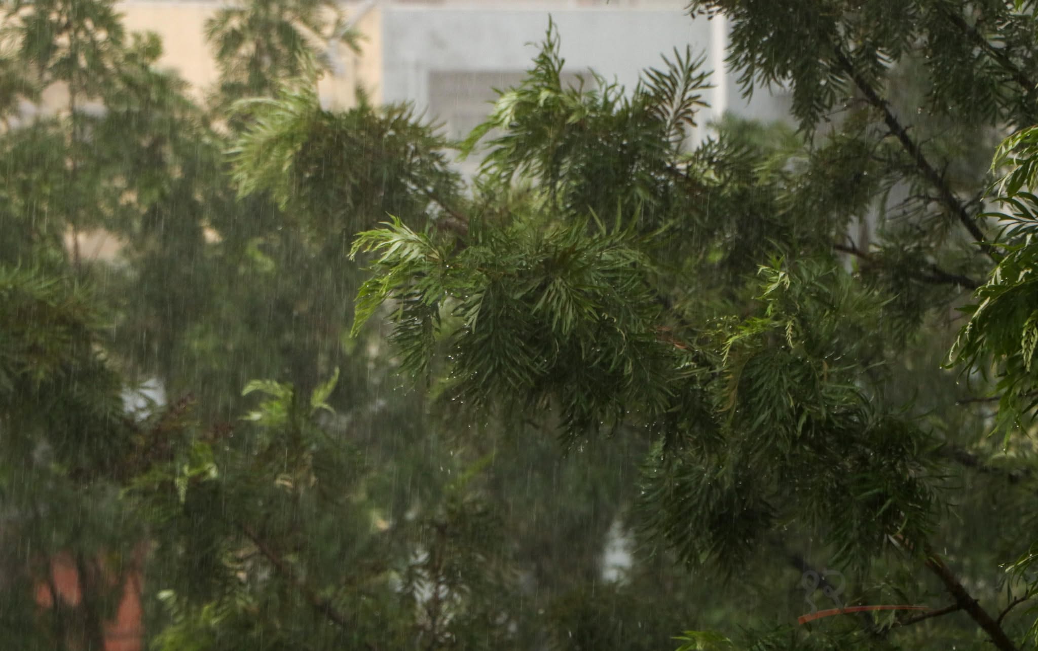 Mausam-Barsha-Paani-Kathmandu-Rain-(12)-1749797960.jpg