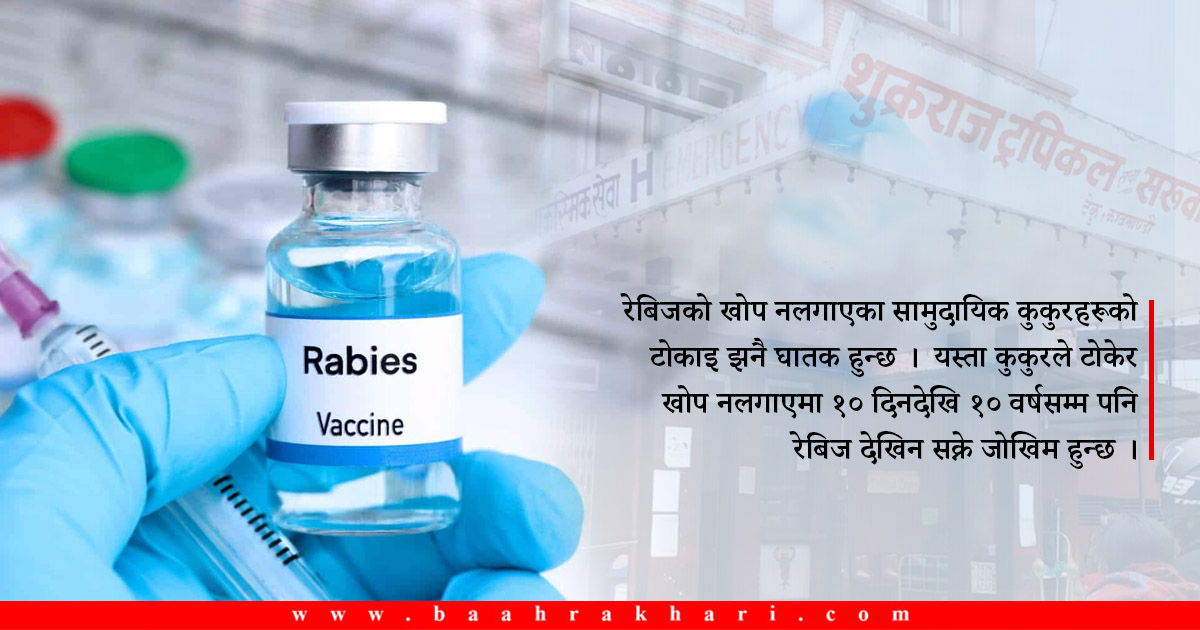 टेकु अस्पतालमा कुकुरको टोकाइका बिरामीको चाप, सबै टोकाइमा खोप लगाउनैपर्छ ?