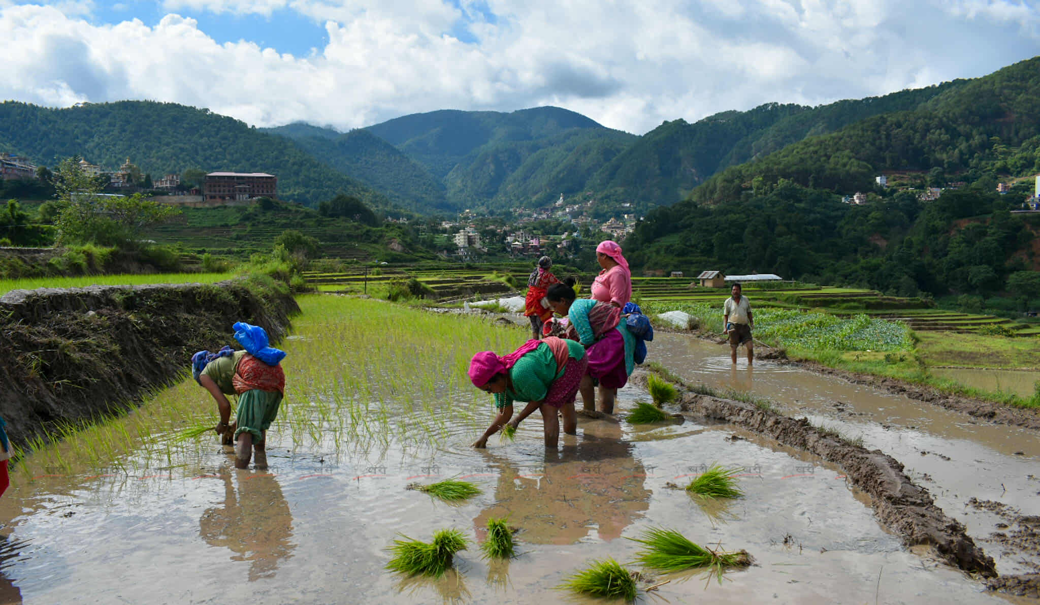 Ropai_kisan-(10)-1750948079.jpg