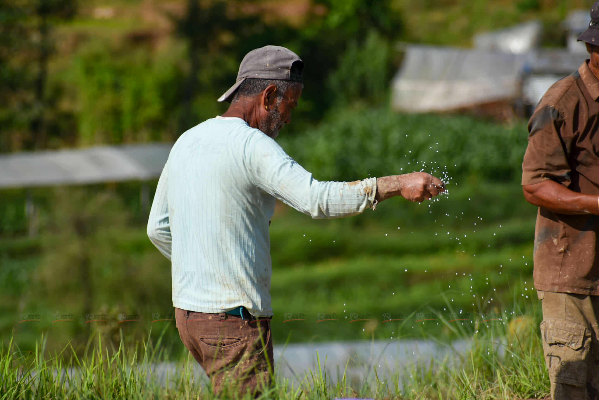 Ropai_kisan-(3)-1750948067.jpg
