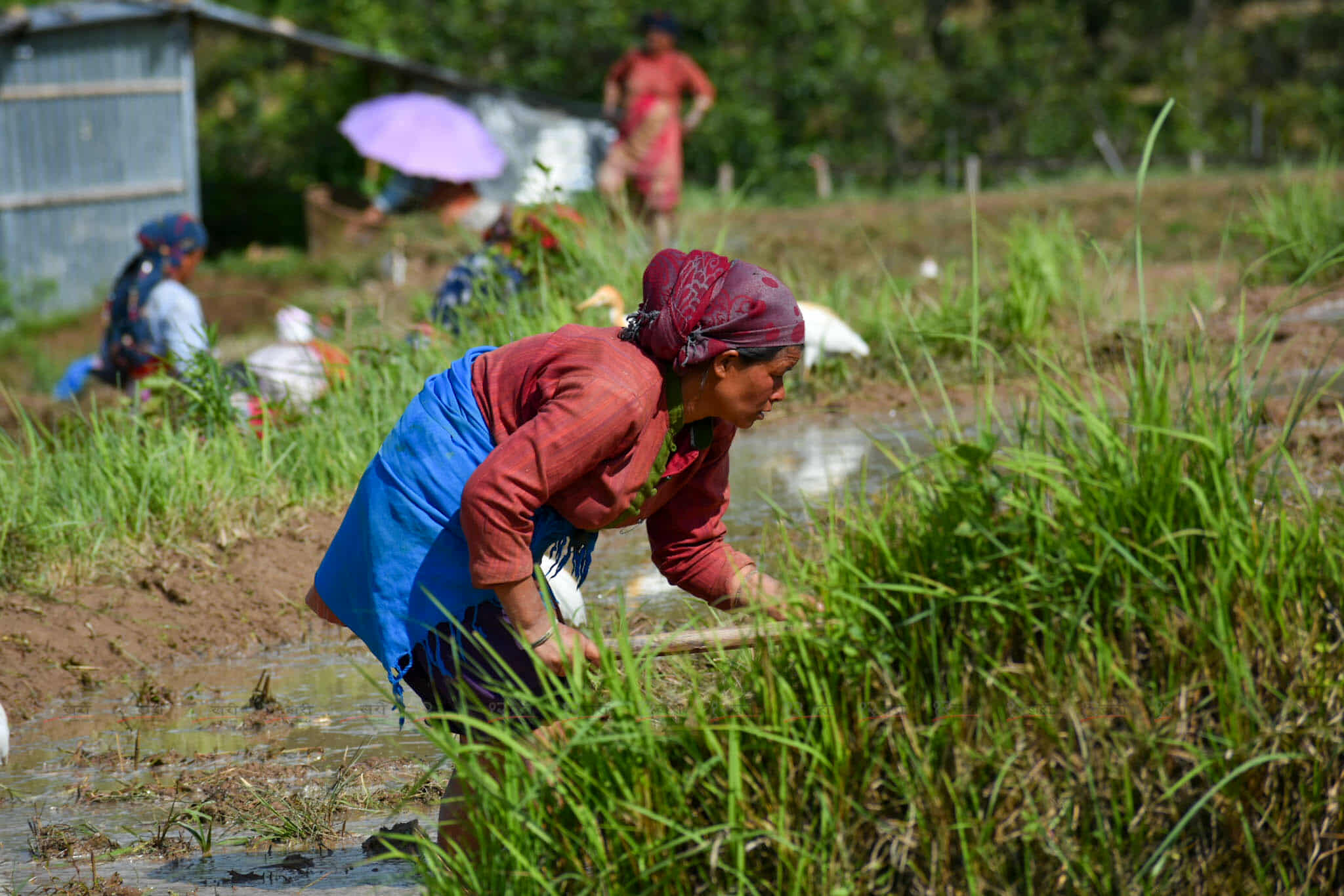 Ropai_kisan-(4)-1750948068.jpg