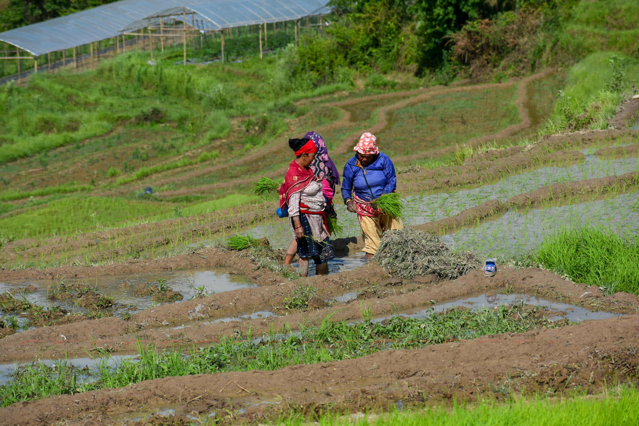 Ropai_kisan-(5)-1750948068.jpg