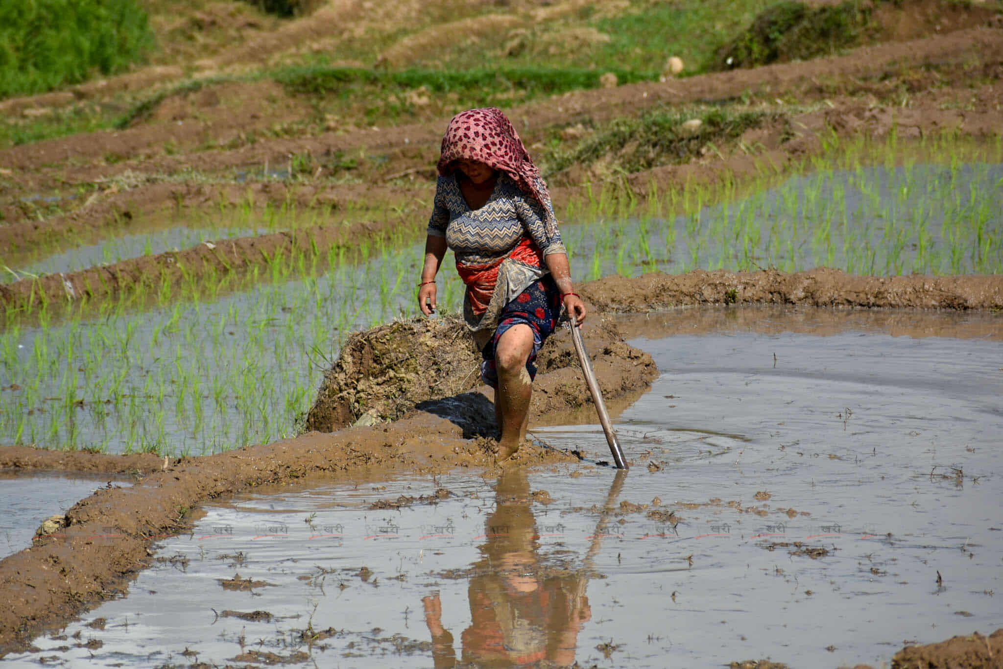 Ropai_kisan-(6)-1750948069.jpg