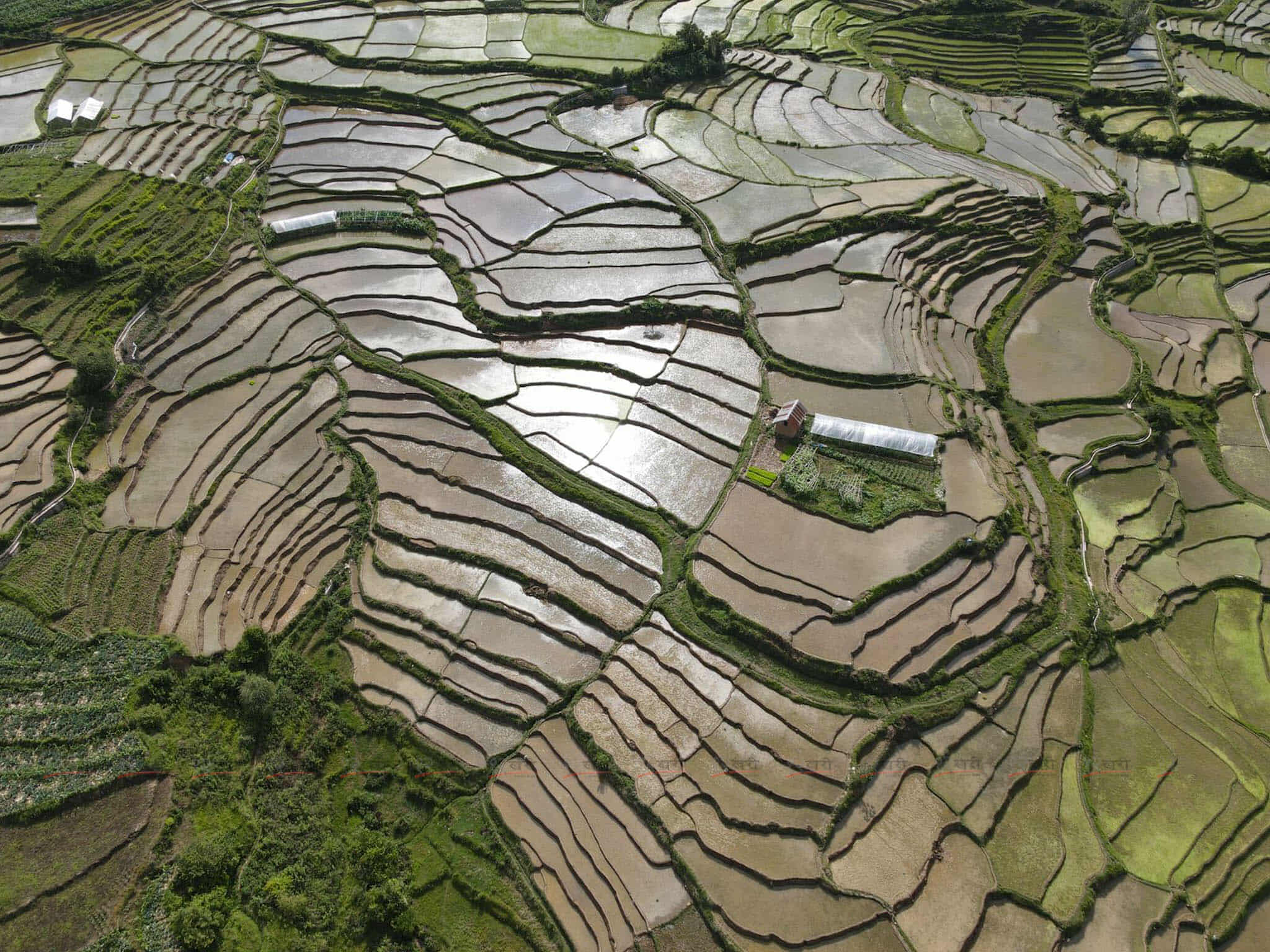 Ropai_kisan-(8)-1750948077.jpg