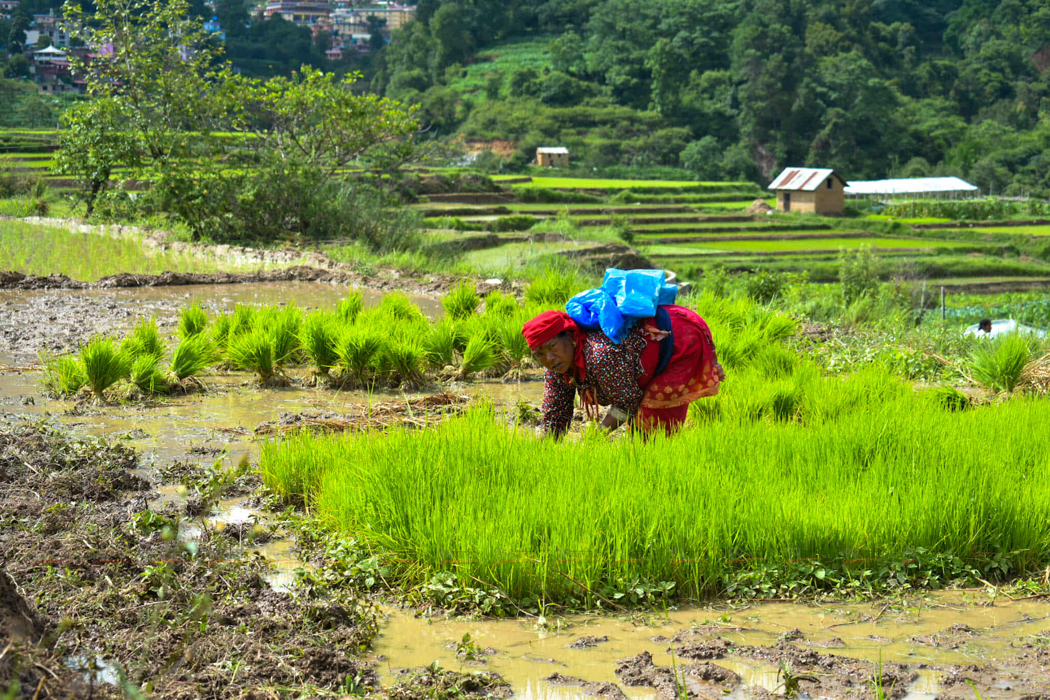 Ropai_kisan-(9)-1750948078.jpg
