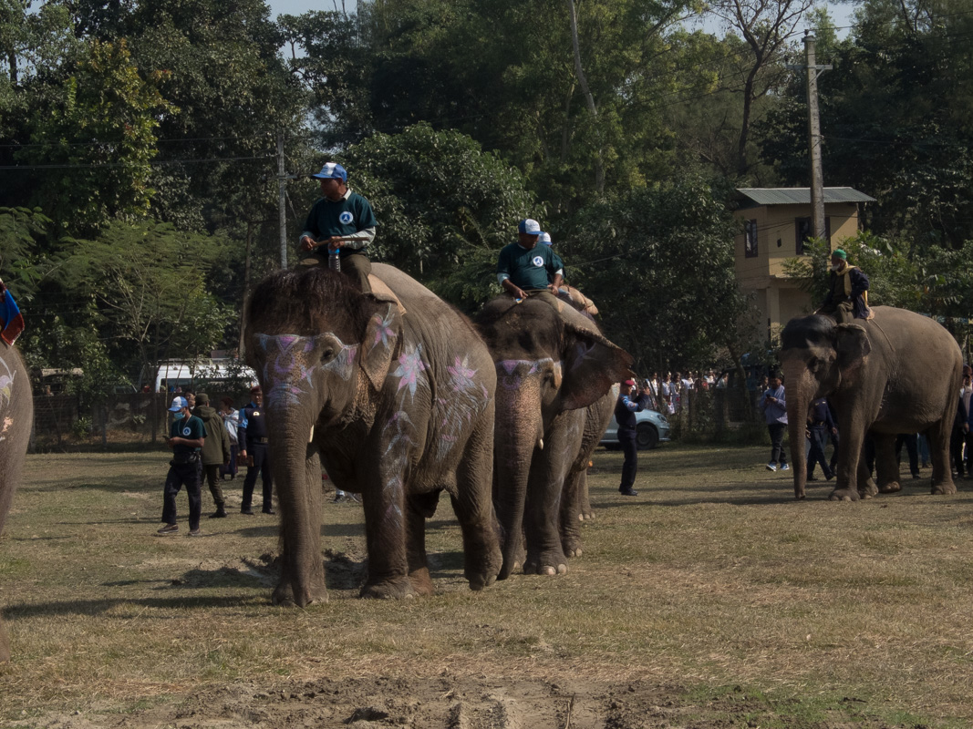 elephant_festival_SunilPradhan_12khariphoto-(1)-1735217531.jpg