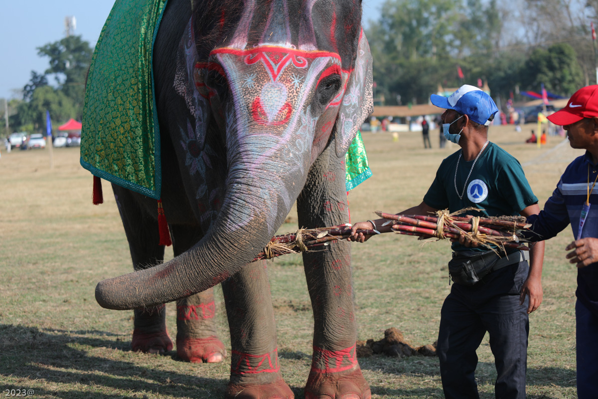 elephant_festival_SunilPradhan_12khariphoto-(13)-1735217551.jpg