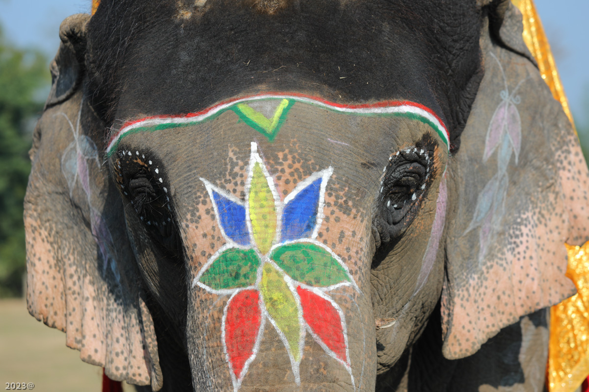 elephant_festival_SunilPradhan_12khariphoto-(14)-1735217553.jpg