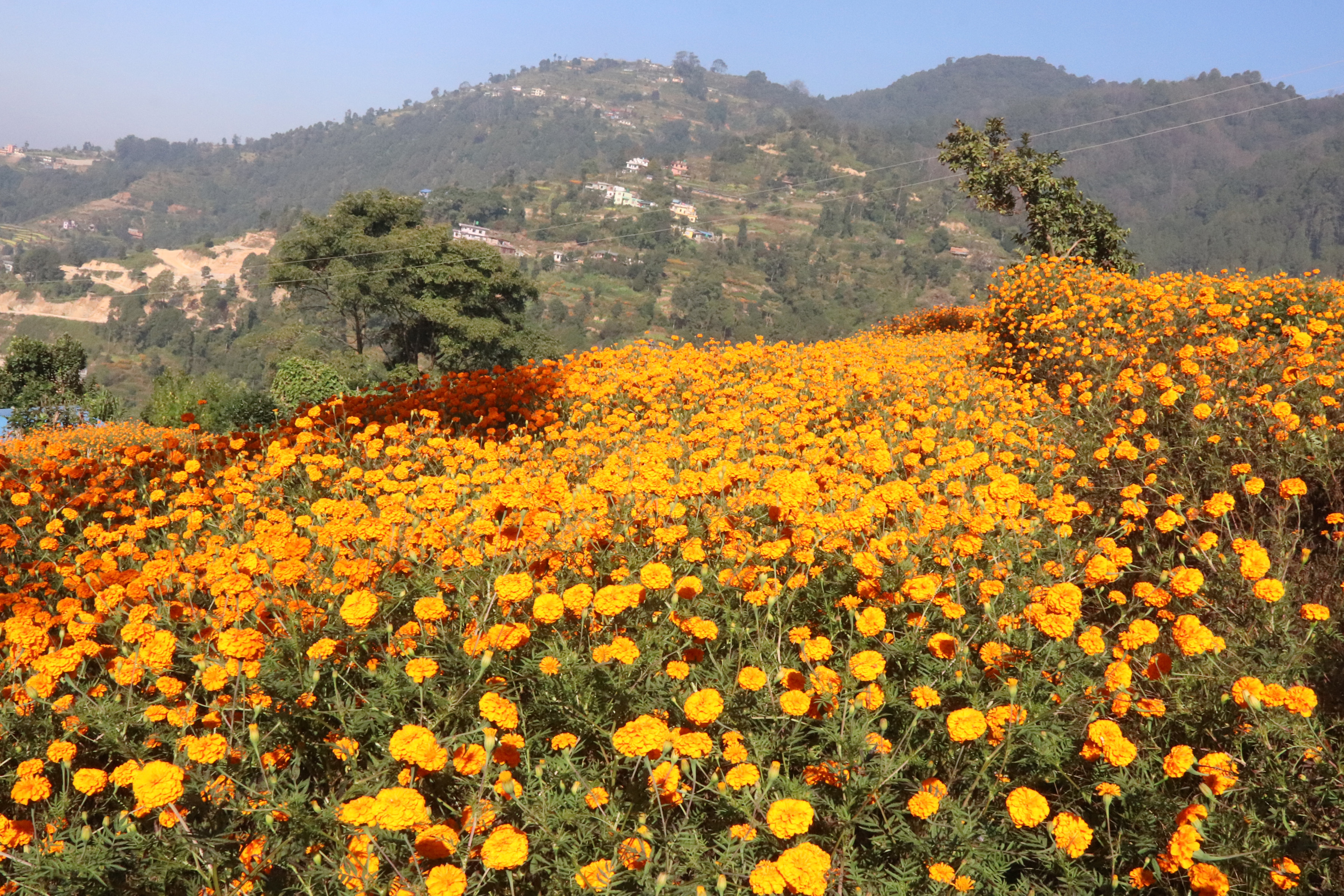 फूलखेती