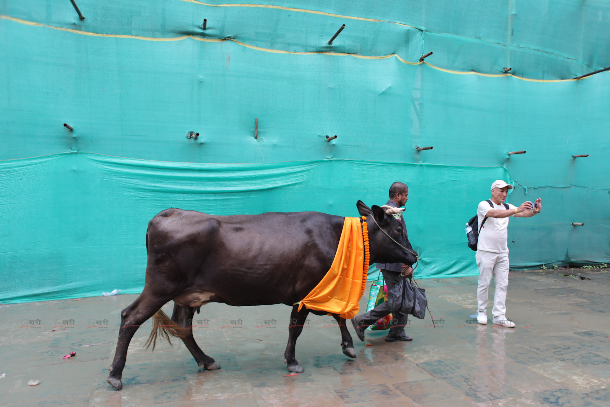 gaijatra_sunilpradhan_12khariphoto-61-1724140046.jpg